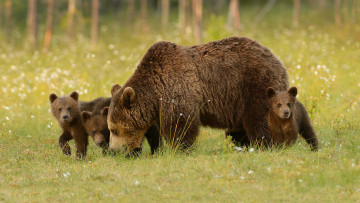 Картинка животные медведи семья