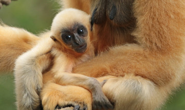 Картинка животные обезьяны животное зоо обезьяна природа