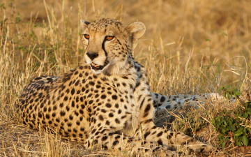 Картинка животные гепарды отдых