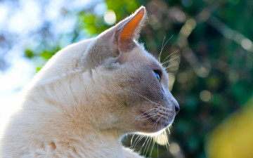 Картинка животные коты анфас