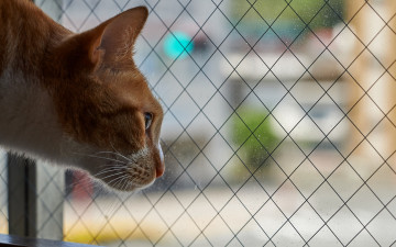 Картинка животные коты анфас