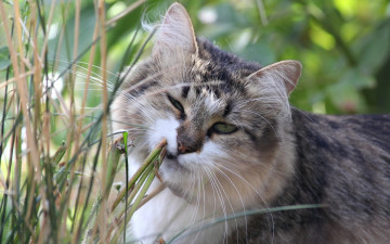 Картинка животные коты морда