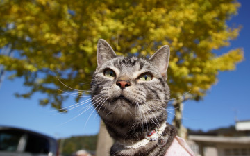 Картинка животные коты морда