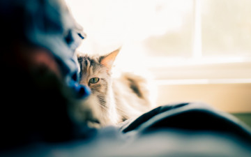 Картинка животные коты взгляд