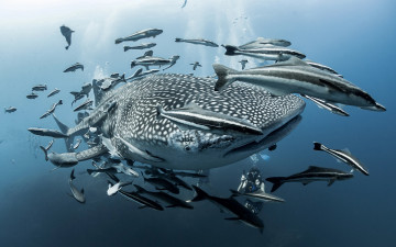 Картинка животные разные+вместе водоем