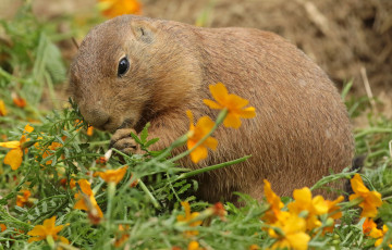 Картинка животные -+другое цветы трава природа нутрия