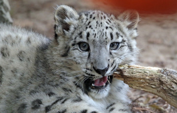 Картинка животные снежный+барс+ ирбис животное кошка природа снежный барс