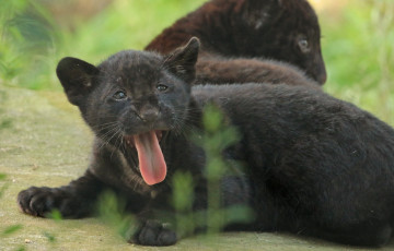 Картинка животные Ягуары отдых животное ягуар природа