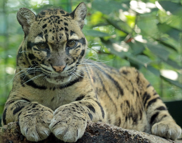 Обои картинки фото животные, леопарды, отдых, лапа, дерево, животное