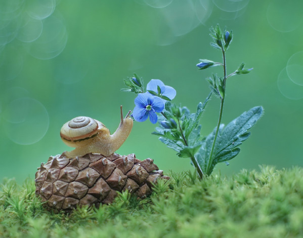 Обои картинки фото животные, улитки, шишка, улитка, фон, цветы, макро, трава