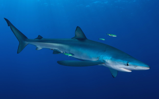 Обои картинки фото животные, акулы, водоем