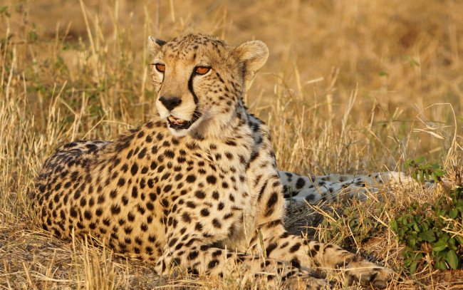 Обои картинки фото животные, гепарды, отдых