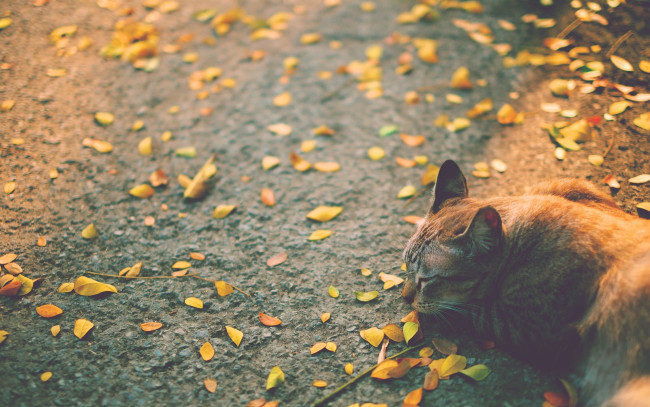 Обои картинки фото животные, коты, листья