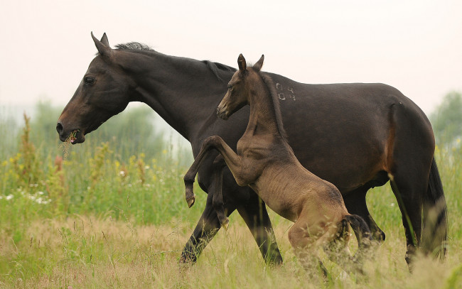Обои картинки фото животные, лошади, жеребенок