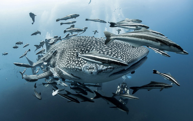 Обои картинки фото животные, разные вместе, водоем