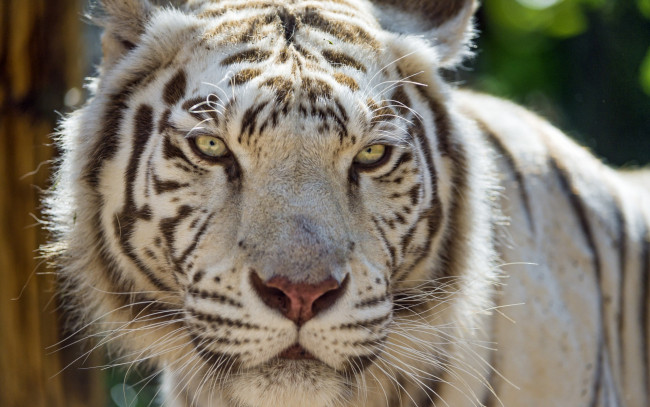 Обои картинки фото животные, тигры, морда