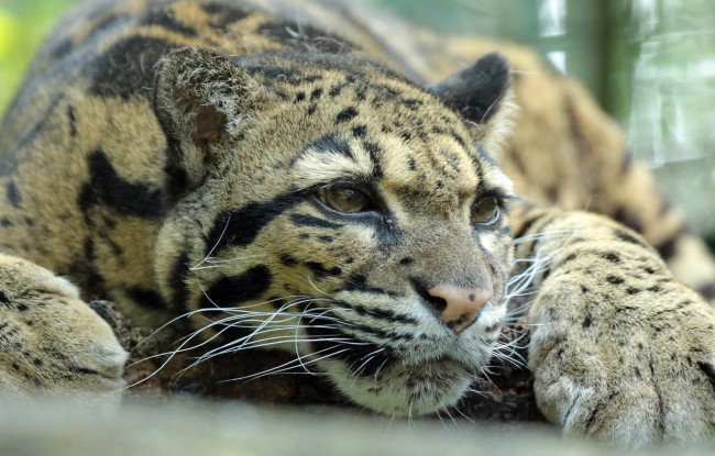 Обои картинки фото животные, дымчатые леопарды, зоо, природа, отдых, животное