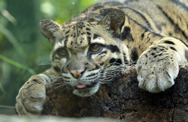 Обои картинки фото животные, дымчатые леопарды, зоо, природа, отдых, животное