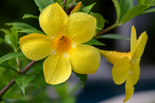 Обои картинки фото цветы, алламанда, цветение, желтый, цветок, ветка, листья