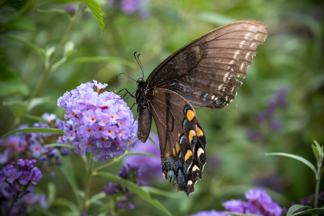 Обои картинки фото животные, бабочки,  мотыльки,  моли, бабочка