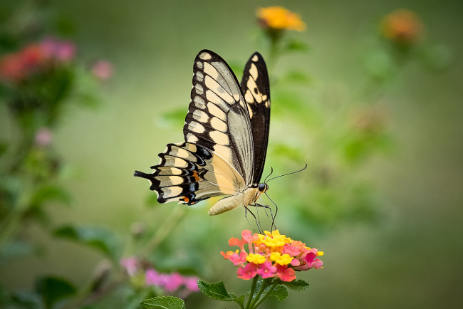 Обои картинки фото животные, бабочки,  мотыльки,  моли, бабочка