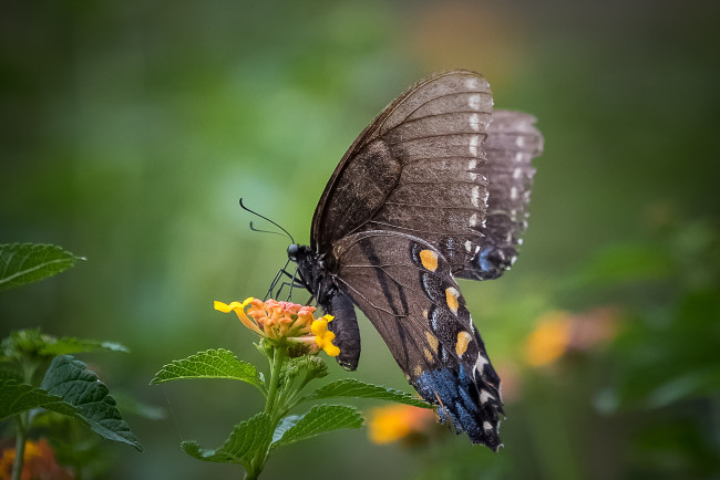 Обои картинки фото животные, бабочки,  мотыльки,  моли, бабочка
