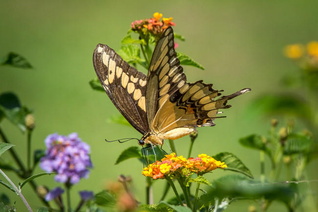 Обои картинки фото животные, бабочки,  мотыльки,  моли, бабочка