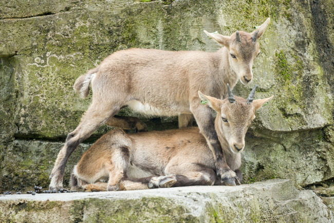 Обои картинки фото животные, козы, зоо, природа, камни, пара
