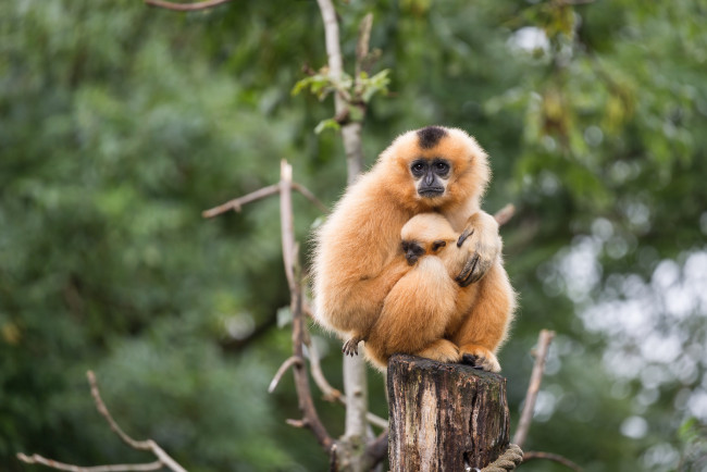 Обои картинки фото животные, обезьяны, пень, зоо, природа