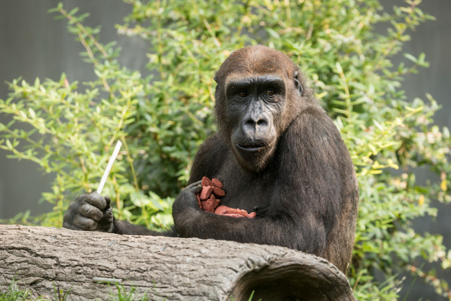 Обои картинки фото животные, обезьяны, животное, зоо, обезьяна, природа