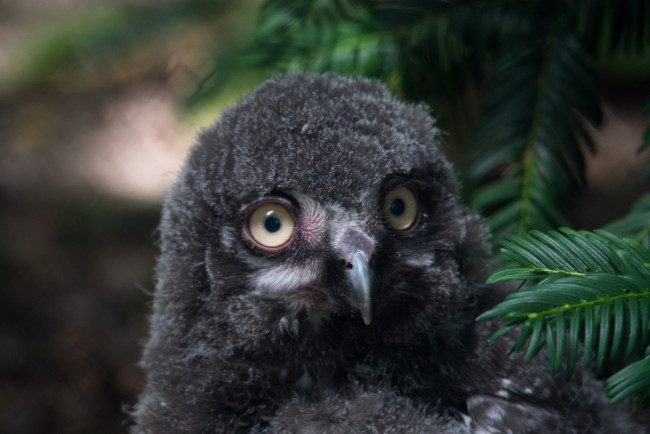 Обои картинки фото животные, совы, птица, сова, перья, окрас