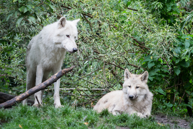 Обои картинки фото животные, волки,  койоты,  шакалы, природа, лес, белые