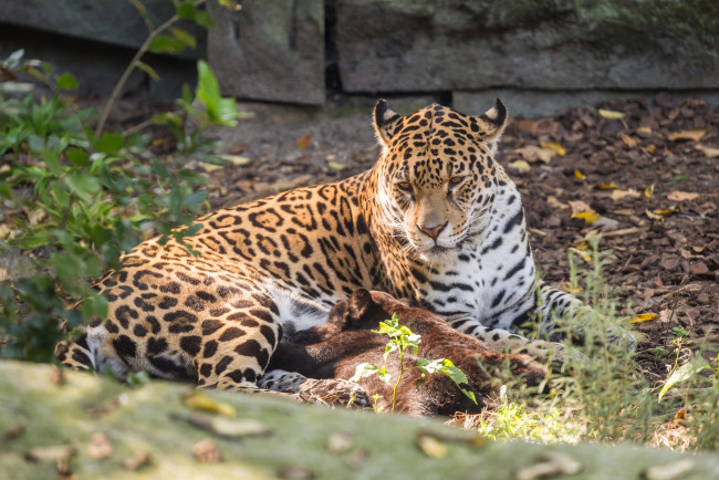 Обои картинки фото животные, Ягуары, мама, ягуары, малыш, зоо, природа, семья