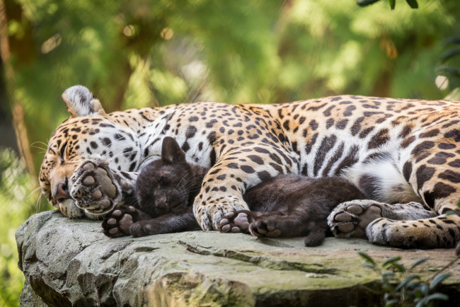 Обои картинки фото животные, Ягуары, взгляд, морда, кошка, ягуар