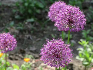 Картинка цветы аллиум+ декоративный+лук весна 2018