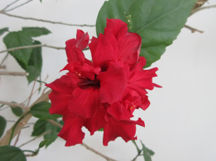 Картинка цветы гибискусы весна 2018