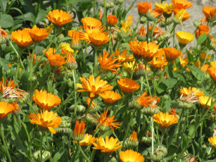 обоя цветы, календула, весна, 2018