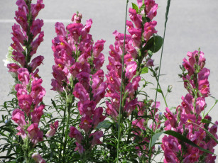 обоя цветы, львиный зев, весна, 2018