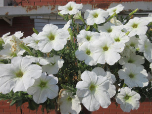 Картинка цветы петунии +калибрахоа весна 2018