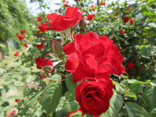 Картинка цветы розы весна 2018