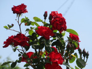 Картинка цветы розы весна 2018