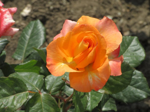 Картинка цветы розы весна 2018