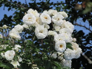 Картинка цветы розы весна 2018