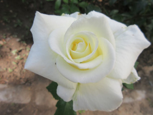 Картинка цветы розы весна 2018