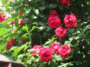 Картинка цветы розы весна 2018