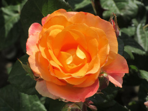 Картинка цветы розы весна 2018