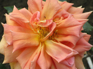 Картинка цветы розы весна 2018