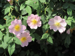 Картинка цветы шиповник весна 2018