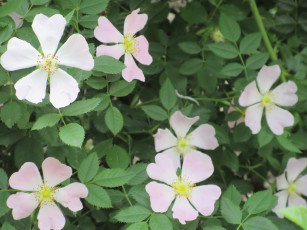 Картинка цветы шиповник весна 2018