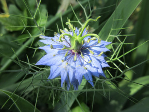 Картинка цветы весна 2018